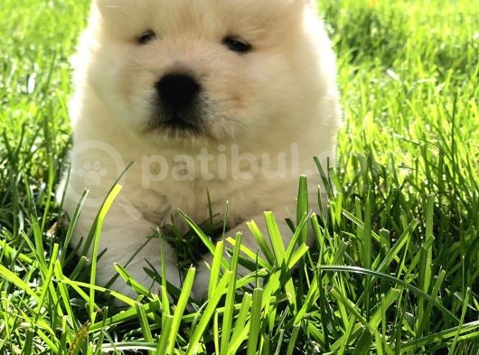 Chow Chow Yavrumuz Hazır