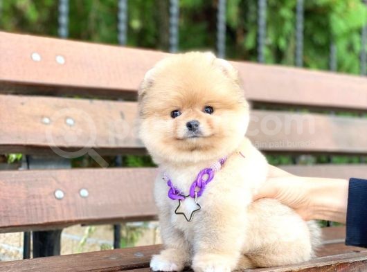 Pomeranian Boo Teddy Face Erkek Yavrumuz görsel