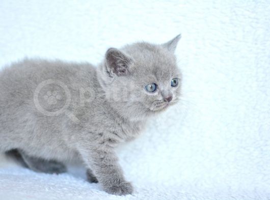 Top Kafa Gri̇ Bri̇ti̇sh Shorthai̇r Yavrumuz görsel