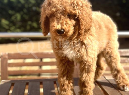 Türkiye’nin Tek Labradoodle Yavruları Amerikan Gen görsel