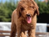 Dev Poodle Standart Boy Yavrular Her Renk Mevcut