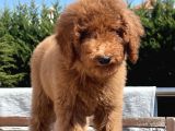 Dev Poodle Standart Boy Yavrular Her Renk Mevcut