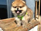 Garantili Ayı Surat Pomeranian Boo Teddy Bear