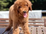 Dev Poodle Standart Boy Yavrular Her Renk Mevcut