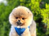 Safkan Pomeranian Boo Yavrular