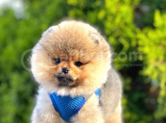 Safkan Pomeranian Boo Yavrular görsel