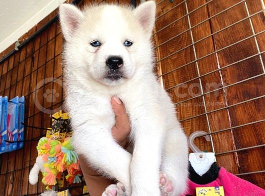 Beyaz Husky Si̇bi̇rya Kurdu Üst Kali̇te Bebekler görsel