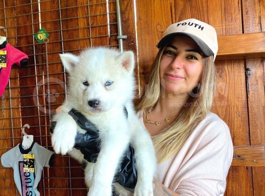 Beyaz Husky Si̇bi̇rya Kurdu Üst Kali̇te Bebekler