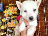 Beyaz Husky Si̇bi̇rya Kurdu Üst Kali̇te Bebekler