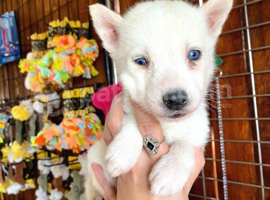 Beyaz Husky Si̇bi̇rya Kurdu Üst Kali̇te Bebekler görsel