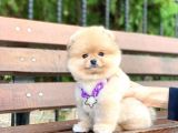 Pomeranian Boo
