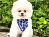 Ayıcık Yüzlü Pomeranian Boo