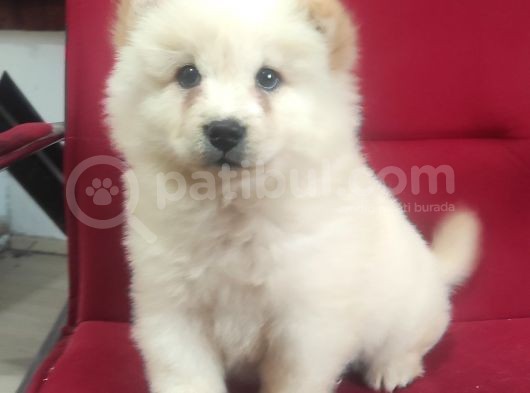 Beyaz Çi̇n Aslani Chow Chow Irk Garanti̇li̇
