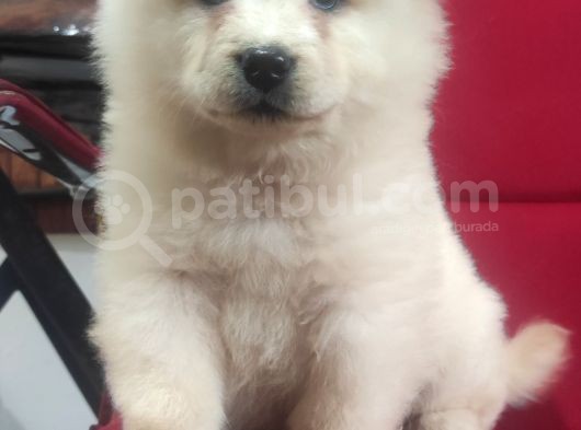 Beyaz Çi̇n Aslani Chow Chow Irk Garanti̇li̇ görsel