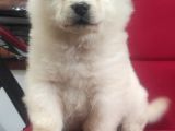 Beyaz Çi̇n Aslani Chow Chow Irk Garanti̇li̇