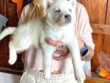 Beyaz Husky Si̇bi̇rya Kurdu Üst Kali̇te Bebekler