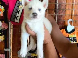 Beyaz Husky Si̇bi̇rya Kurdu Üst Kali̇te Bebekler