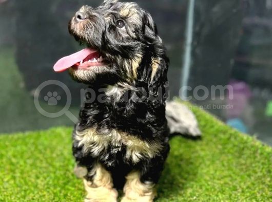 Bu Haftaya Özel Çok Uygun Fiyatlı Maltipoo Yavrumuz görsel
