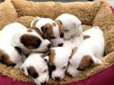 Safkan Kısa Bacak Orji̇nal Maskeli̇ Jack Russell Yavruları En Uygun ( Sağlık Garantili )