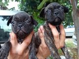 French Bulldog Yavrular