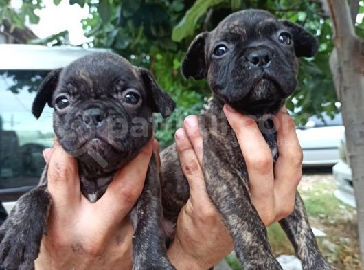 French Bulldog Yavrular görsel