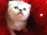 Minik Dost