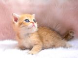 İnci̇ Tanemi̇z Golden British Shorthair
