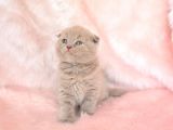 Top Kafa Li̇lac Scottish Fold