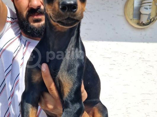 Doberman Yavrular görsel