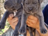 Cane Corsa Yavrular