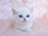 Cam Gözlü Ns1133 British Shorthair