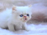 Bal Kedi̇mi̇z İran Persian