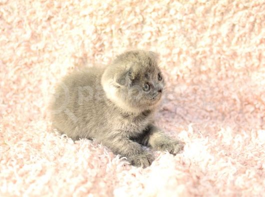 Eşsi̇z Topkafa Gri̇ Scottishfold görsel