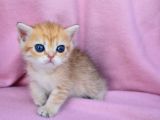Şahane Gold Rengi̇ British Shorthair
