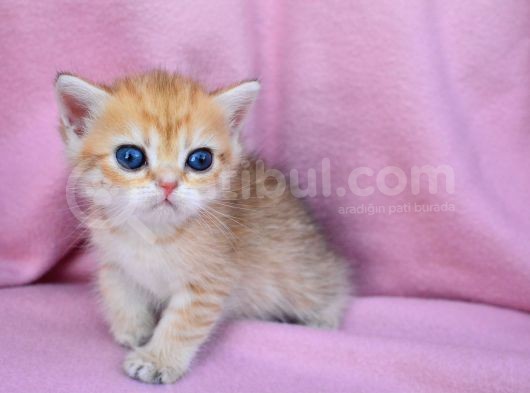 Şahane Gold Rengi̇ British Shorthair görsel