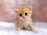 İnci̇ Tanemi̇z Golden British Shorthair