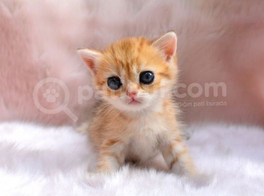 İnci̇ Tanemi̇z Golden British Shorthair görsel