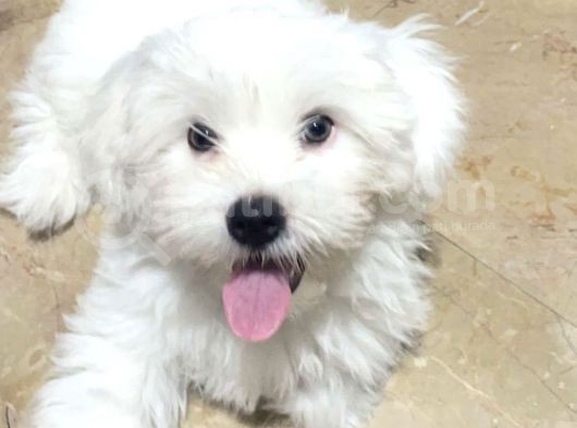 Maltese Terrier görsel