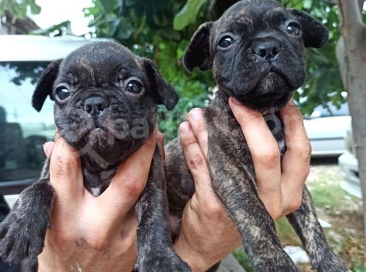 French Bulldog Yavrular