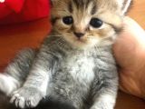 Minik Dost
