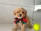 Dizayn Irk Sevimli Maltipoo Yavrular