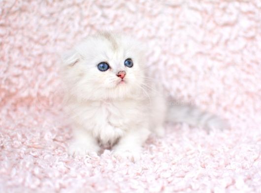 Bi̇ri̇nci̇ Sinif Ns11 Scottishfold Longhair görsel