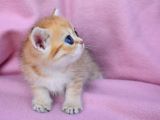 Şahane Gold Rengi̇ British Shorthair