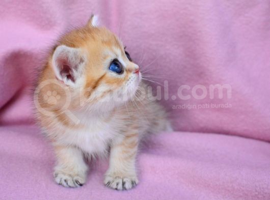 Şahane Gold Rengi̇ British Shorthair görsel