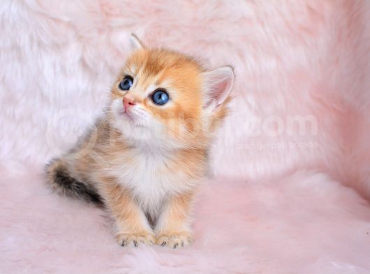 Altin Sarisi Golden Ny11 British Shorthair görsel