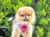 Teddy Face Boo Pomeranian Yavrular