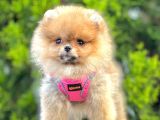 Safkan Teddy Bear Pomeranian Boo Yavrularımız
