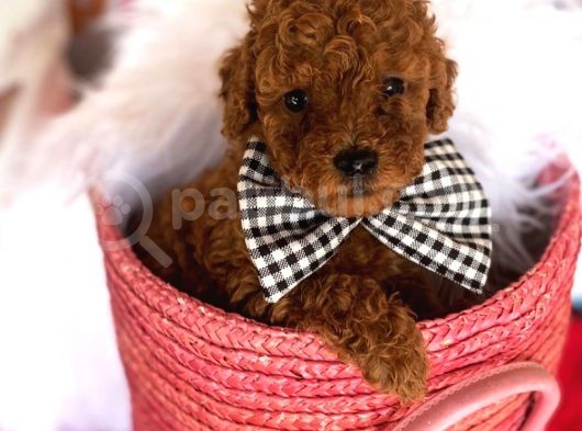 Toy Poodle Kaniş Kahverengi Orjinal Safkan A Kalite Garanti görsel