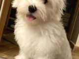 Maltese Terrier