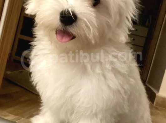 Maltese Terrier